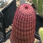 Echinocereus rigidissimus