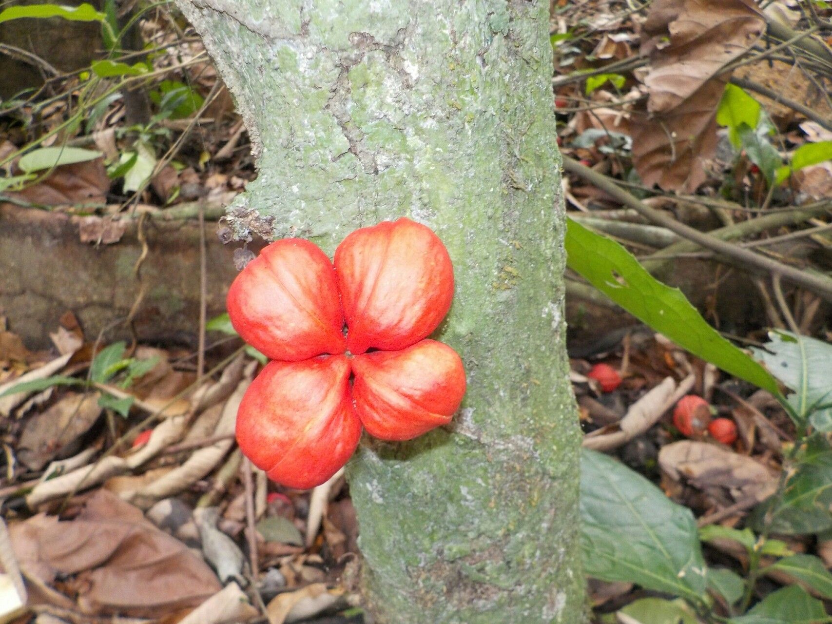 Cola nigerica — houseplant care guide