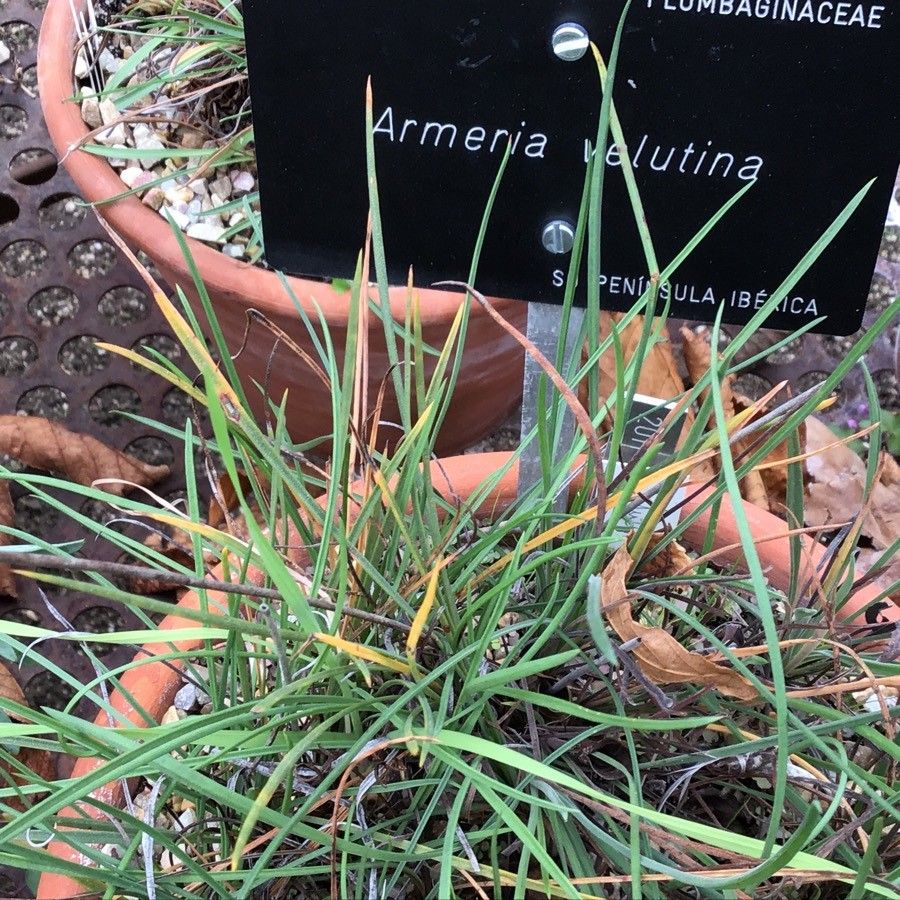 Armeria velutina leaf