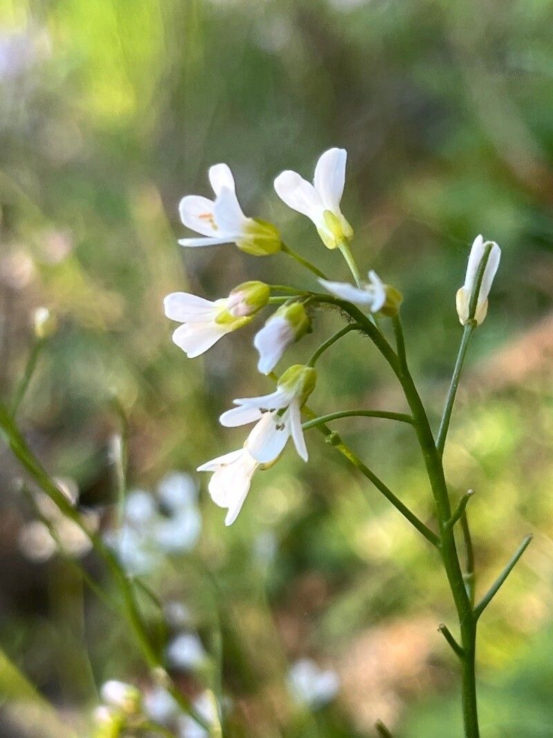 Cardamine dentata flower