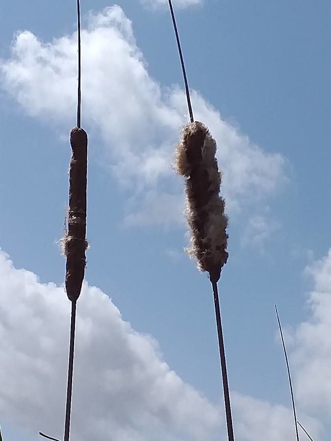 Typha domingensis flower