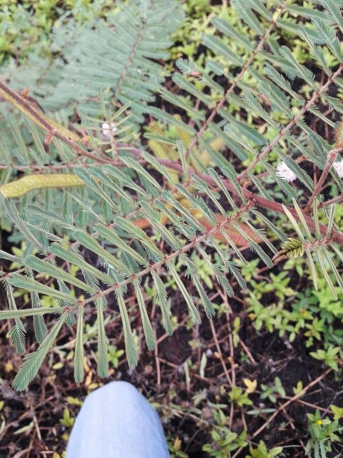 Mimosa Pigra