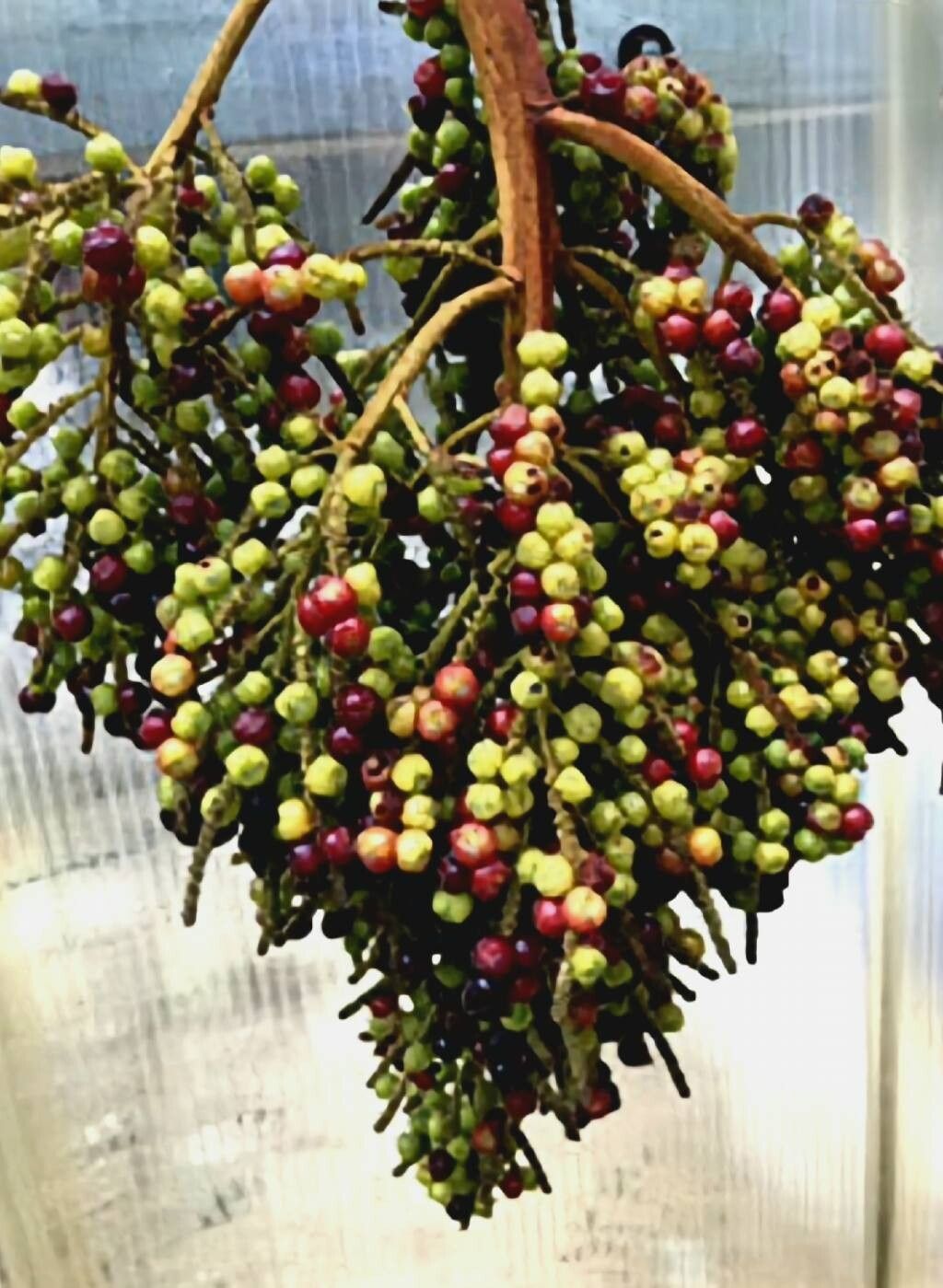 Coccoloba gigantifolia fruit