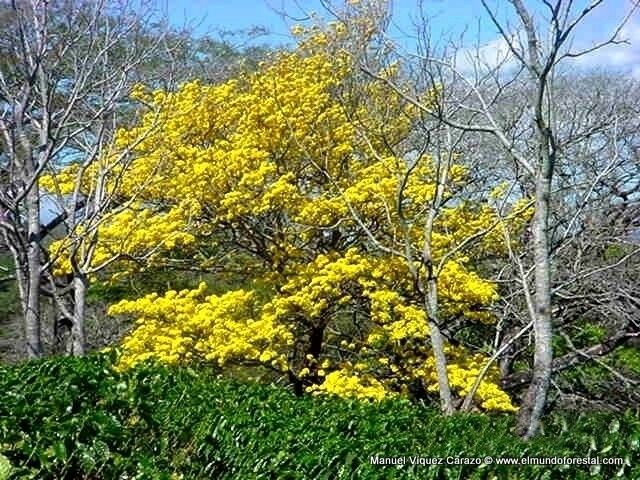 Tabebuia ochracea — search result for 'Tabebuia'
