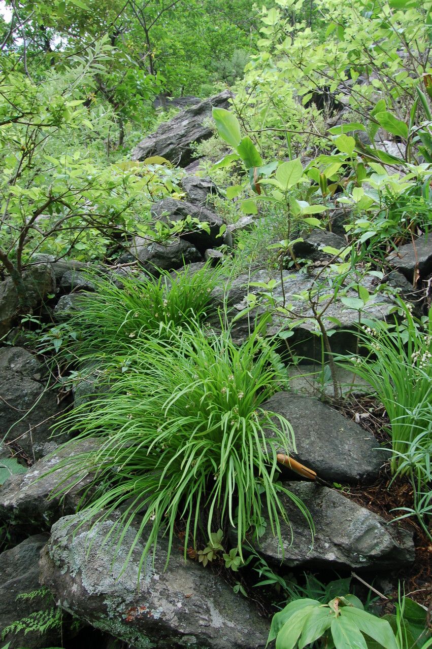 Theropogon pallidus — houseplant care guide