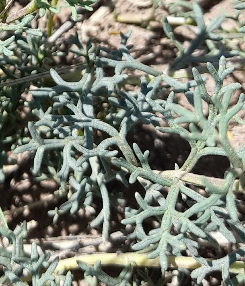 Junellia hookeriana — related species from the same genus