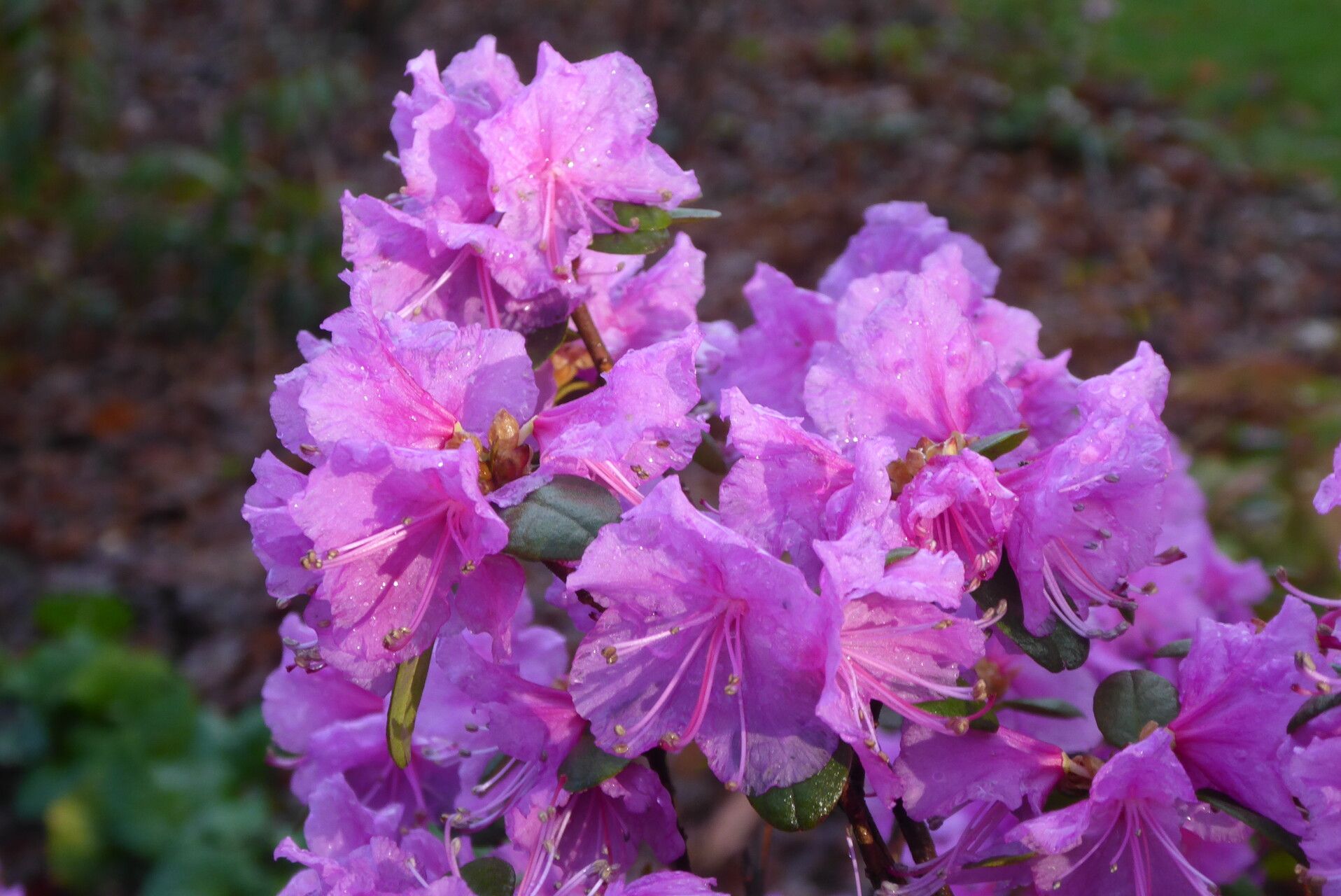 Rhododendron sichotense flower