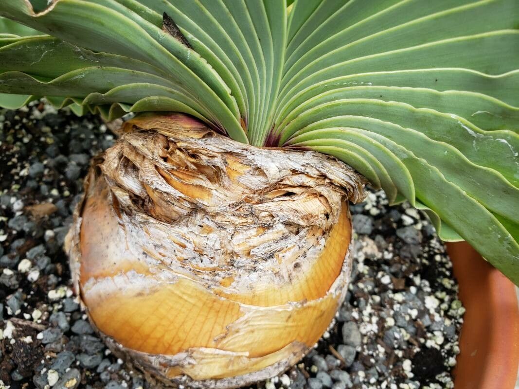 Boophone disticha other