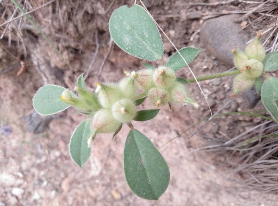 Tripodion tetraphyllum flower