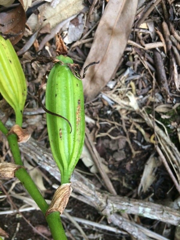 Angraecum eburneum fruit