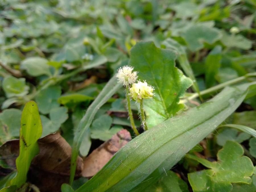 Phacelia malvifolia — search result for 'Phacelia'