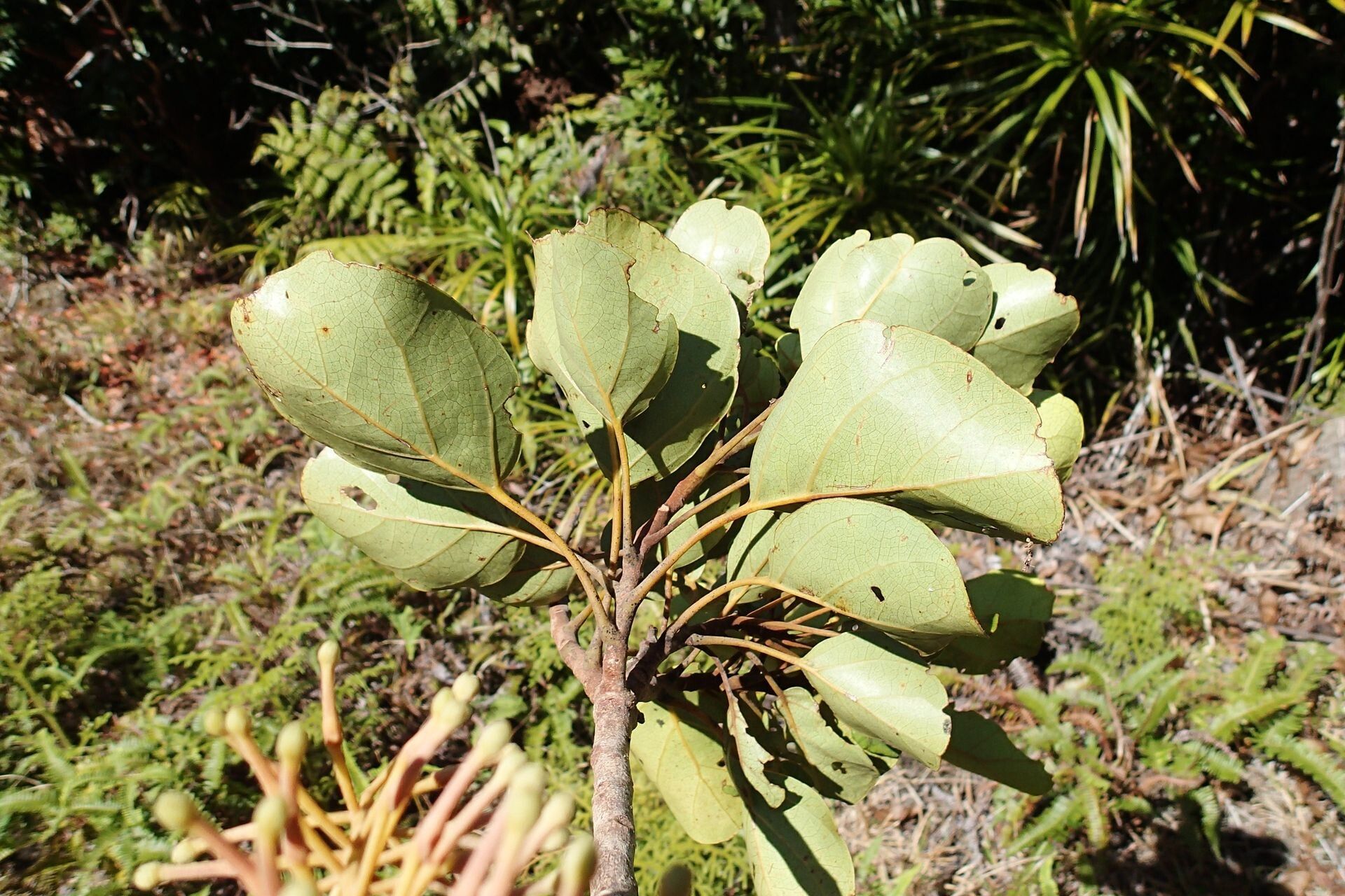 Kermadecia rotundifolia leaf