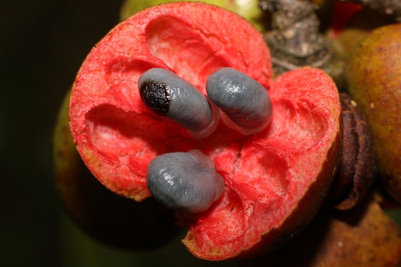 Varronia linnaei fruit