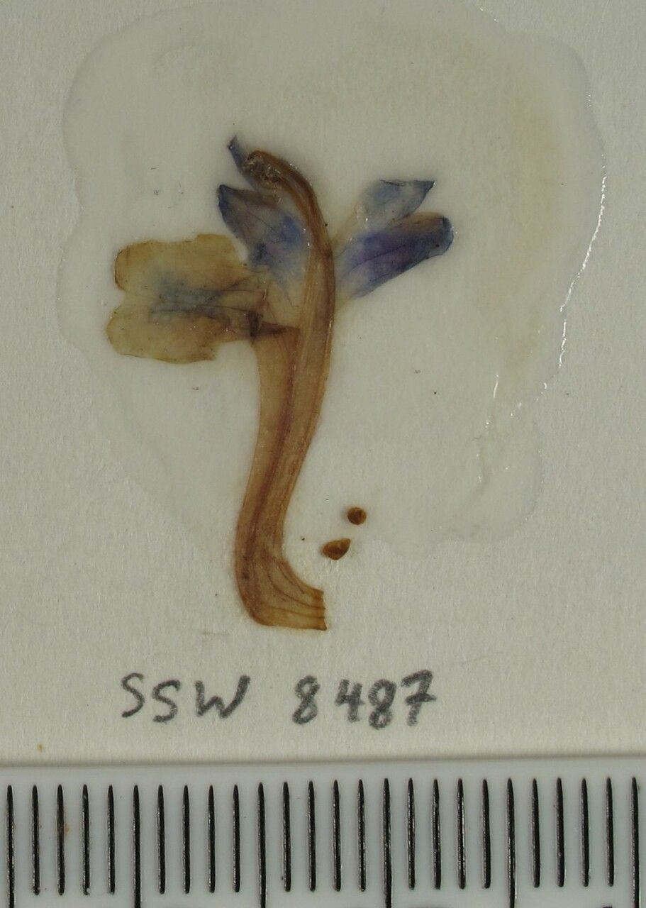 Scutellaria violacea other