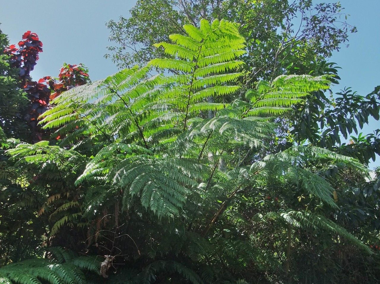 Cyathea australis leaf