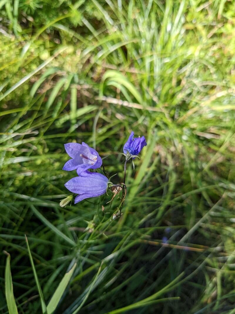 Campanula lasiocarpa flower