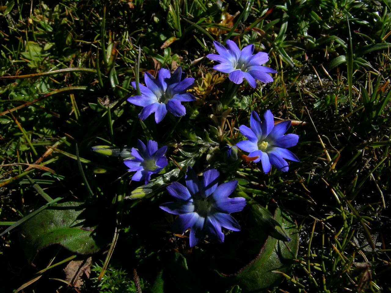 Gentiana stellata habit