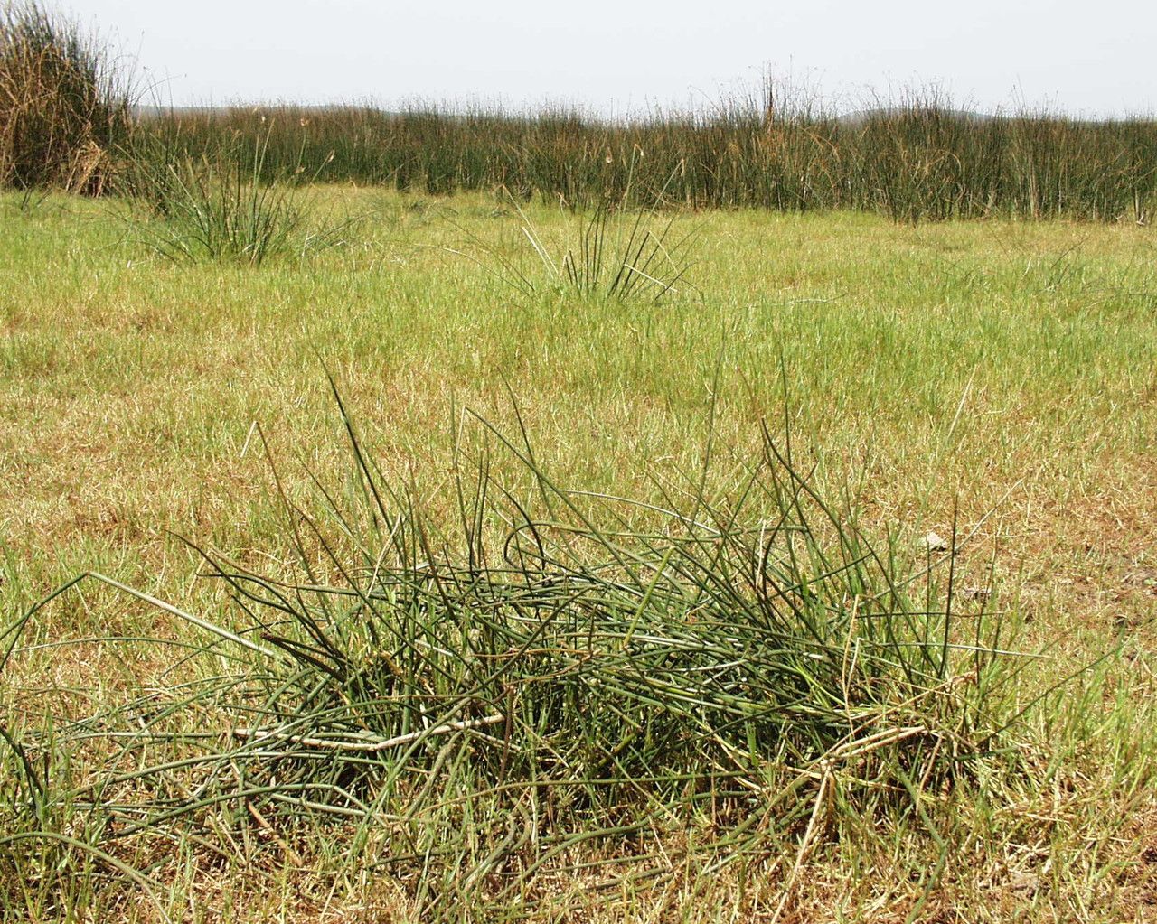 Schoenoplectus corymbosus habit