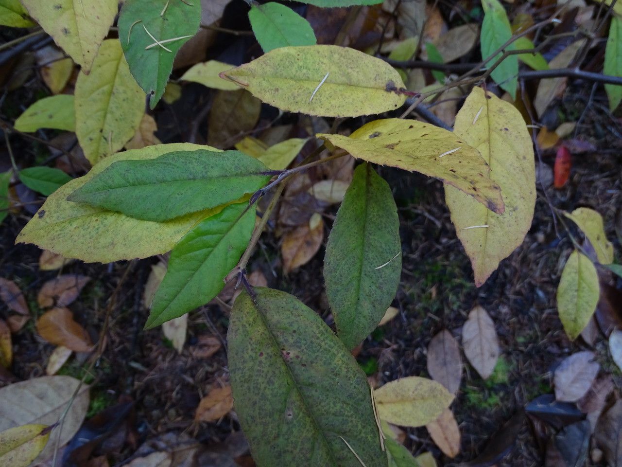 Stewartia malacodendron — search result for 'Camellia'