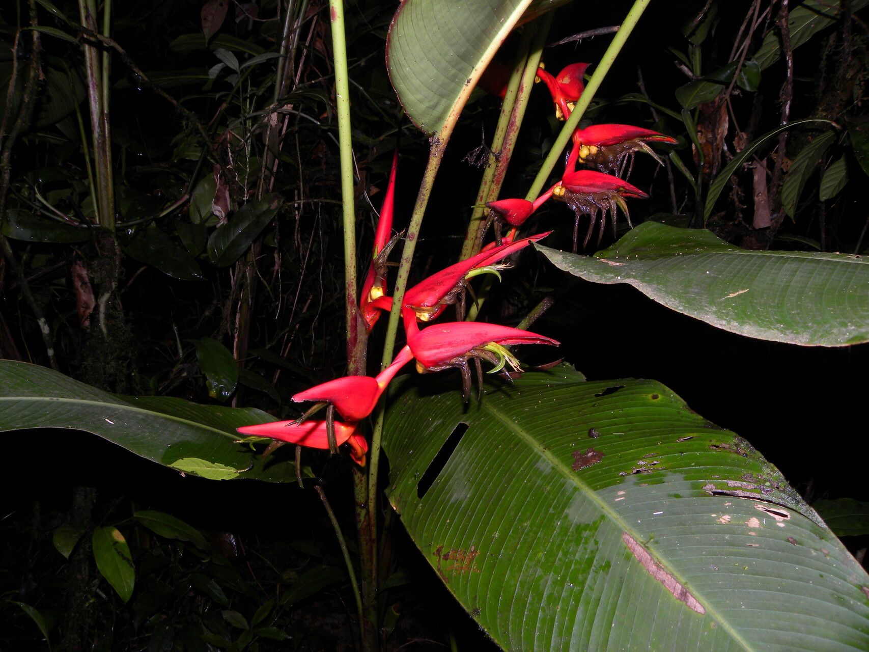Heliconia secunda flower
