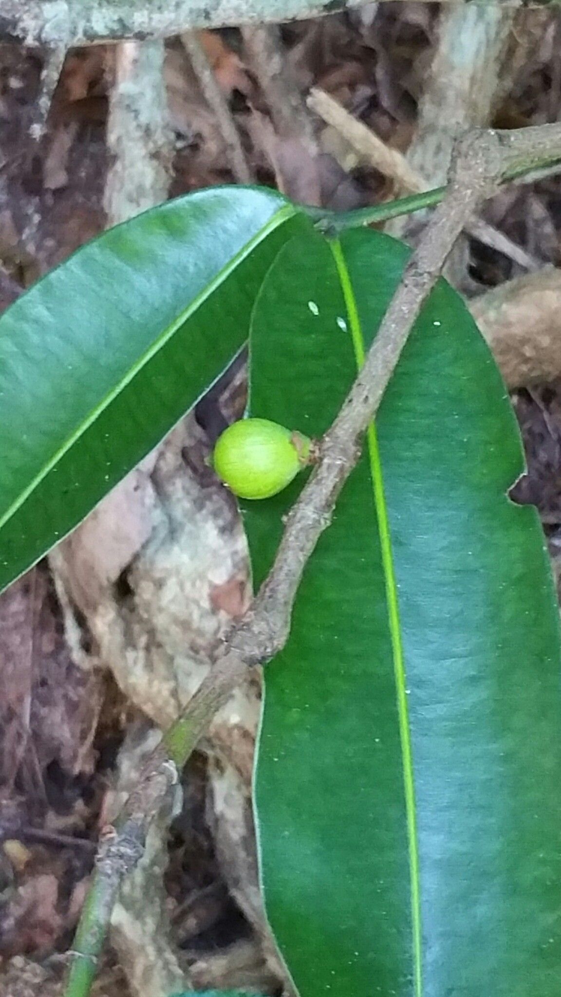 Mammea punctata — search result for 'Mammea'