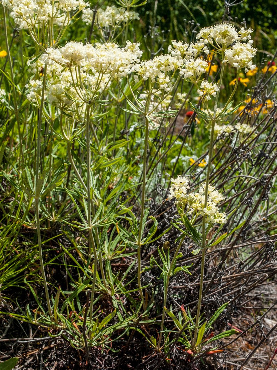 Eriogonum heracleoides habit