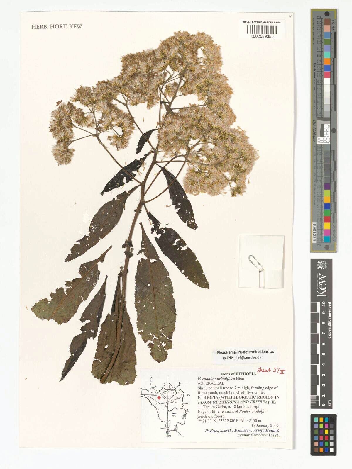 Gymnanthemum auriculiferum — related species from the same genus