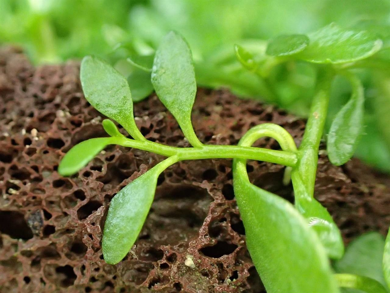 Lobelia irrigua leaf