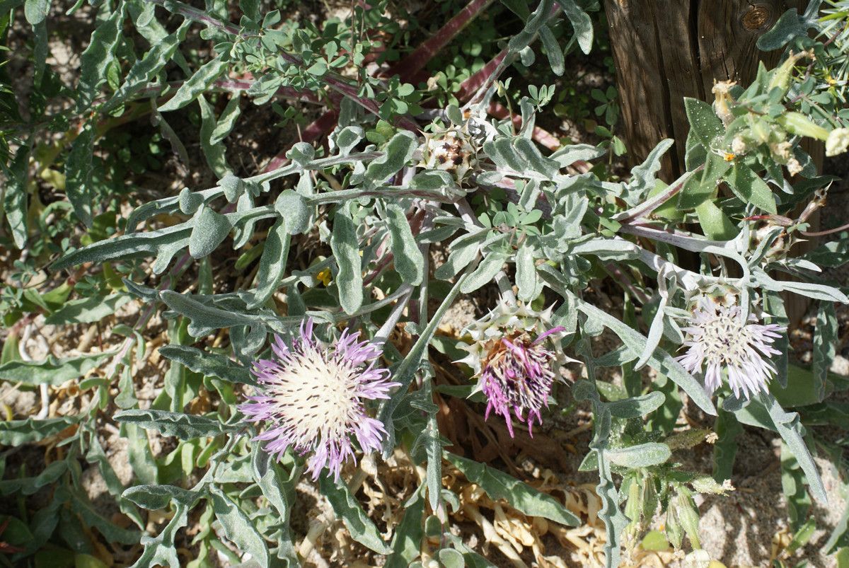 Centaurea pumilio habit