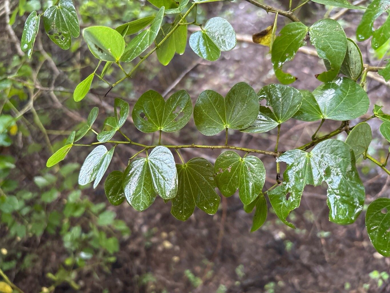 Bauhinia pauletia — search result for 'Bauhinia'