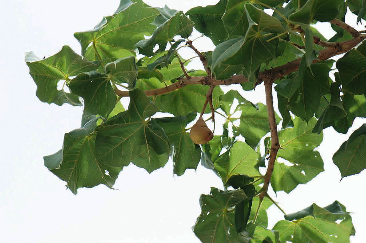 Sterculia setigera — search result for 'Sudan'