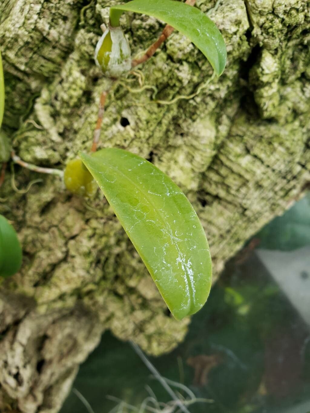 Bulbophyllum cupreum leaf