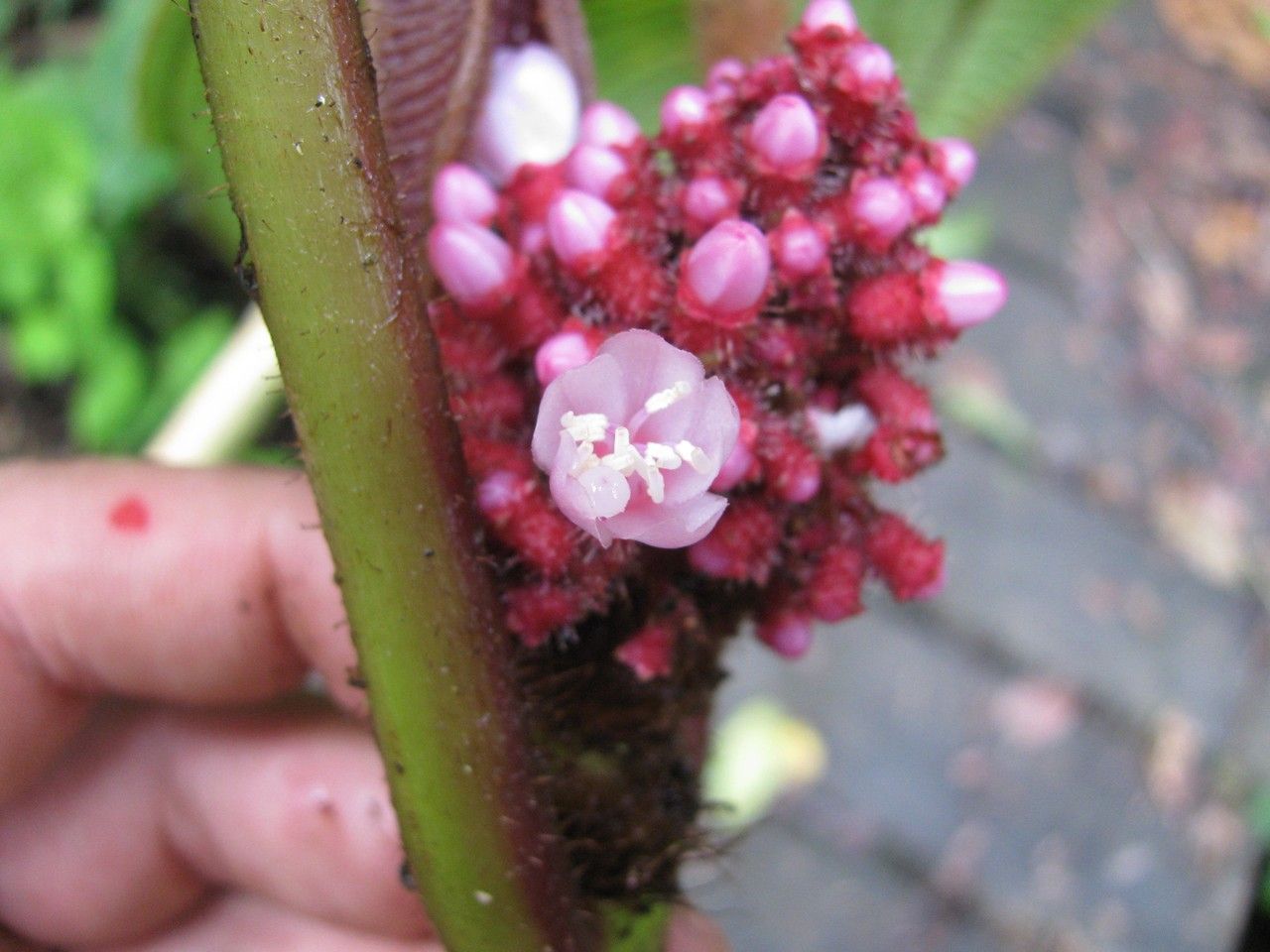 Miconia platyphylla flower