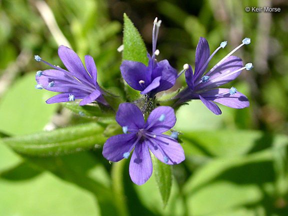 Collomia mazama — search result for 'Collomia'