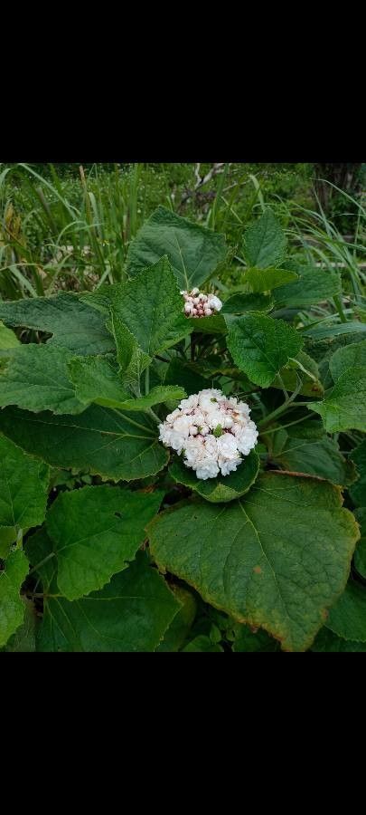 Clerodendrum chinense habit