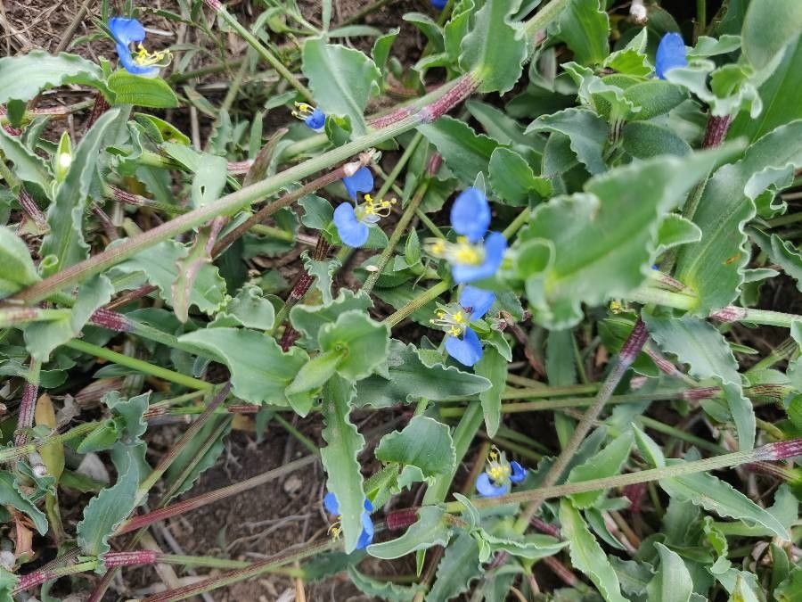 Commelina coelestis — search result for 'Commelina'