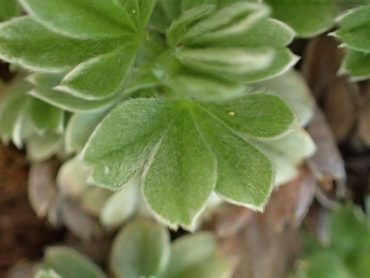 Potentilla nitida leaf