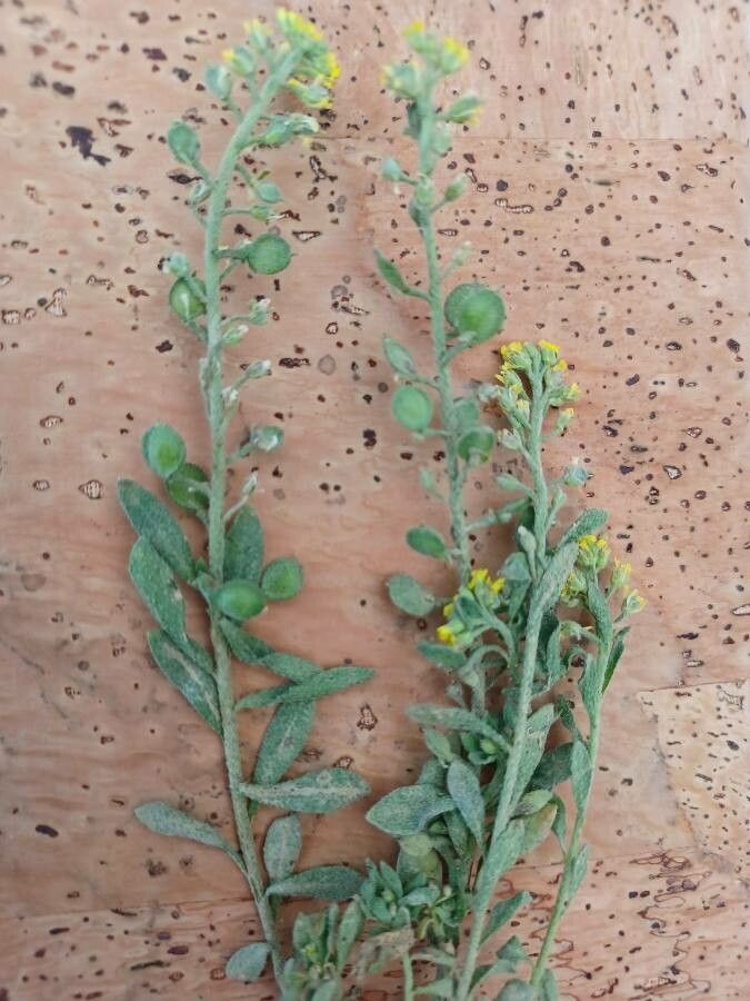Alyssum desertorum habit