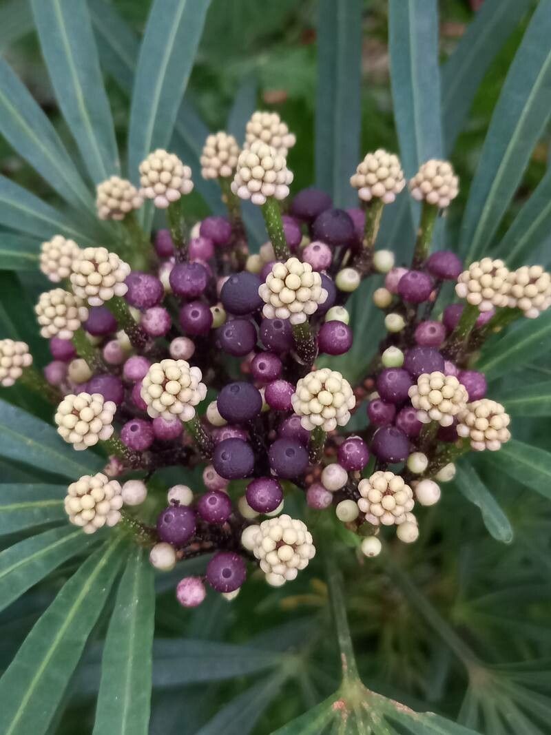Osmoxylon lineare fruit