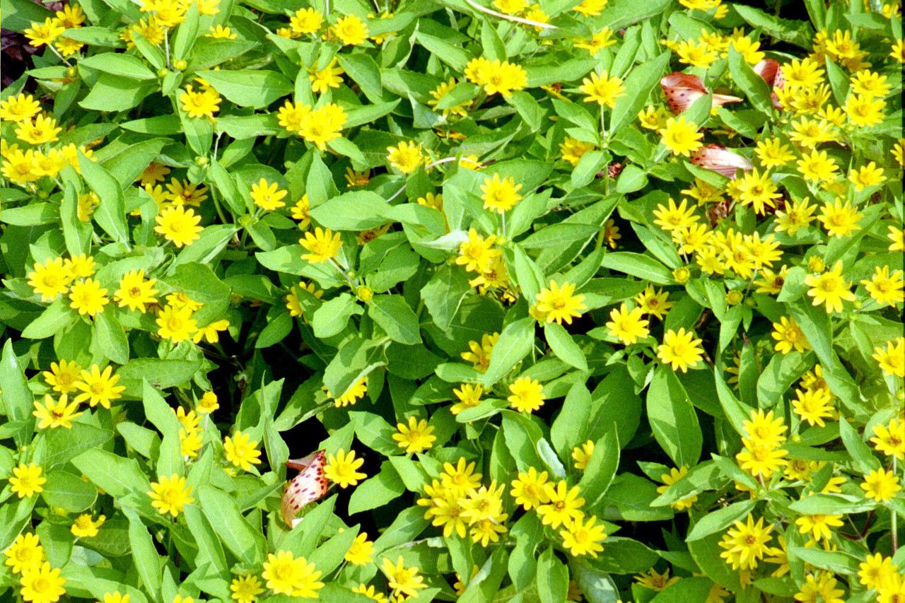 Ranunculus populago — houseplant care guide