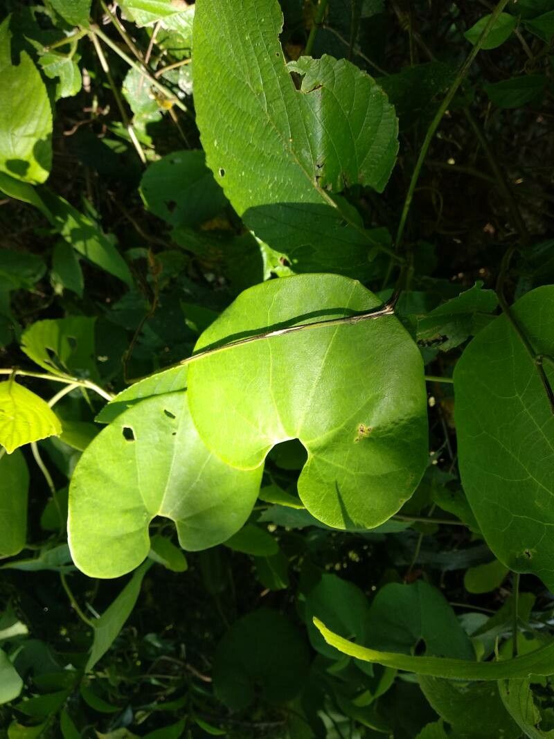 Aristolochia ringens — search result for 'Aristolochiaceae'