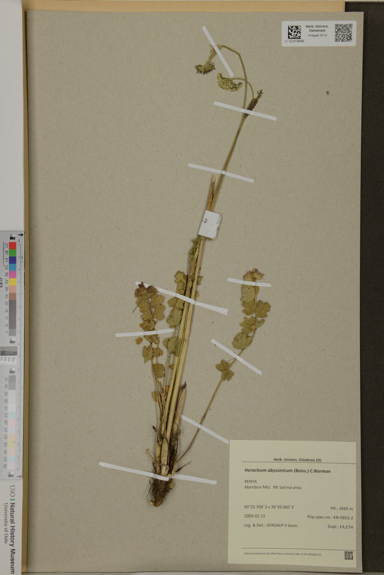 Heracleum abyssinicum