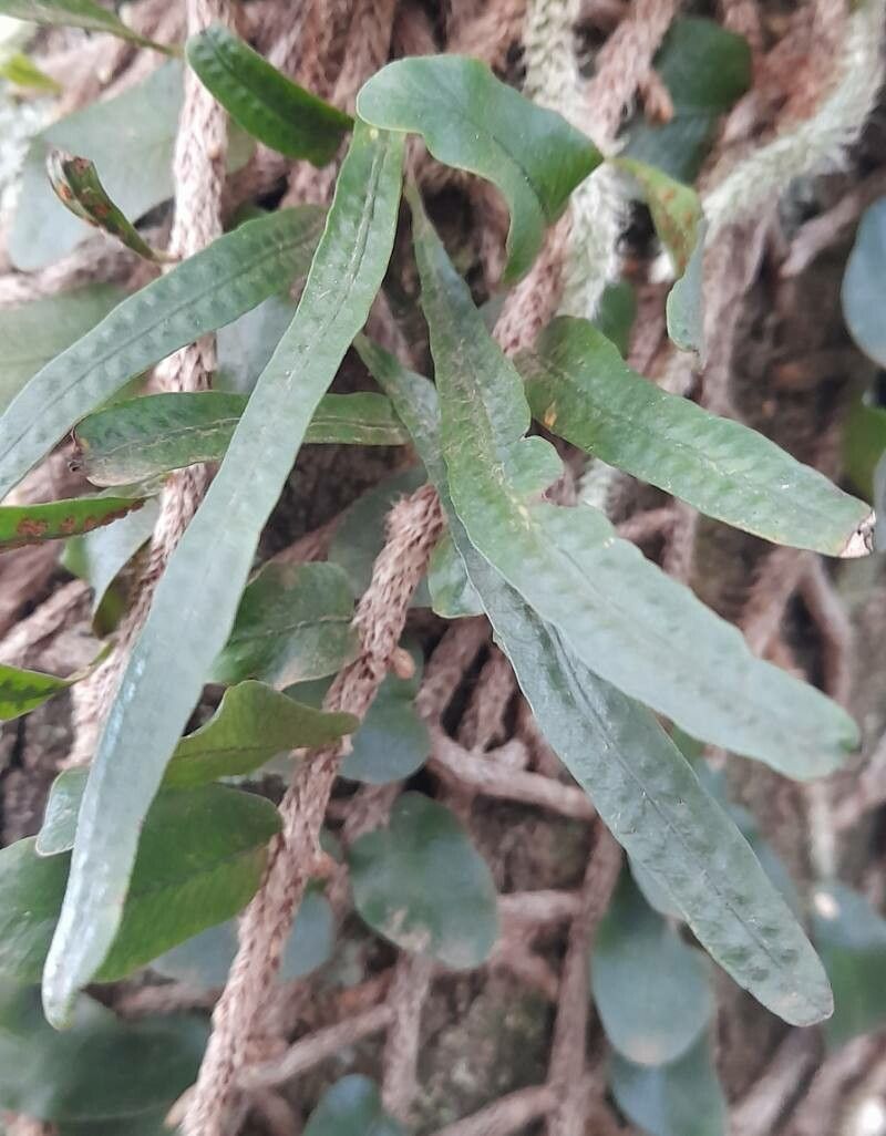 Microgramma mortoniana — houseplant care guide