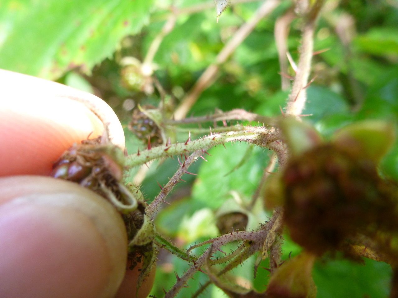 Rubus rudis fruit