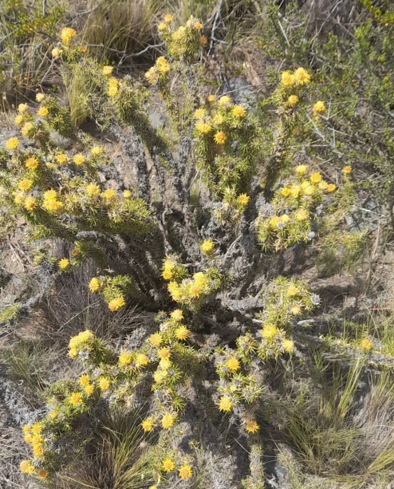 Chuquiraga rosulata habit