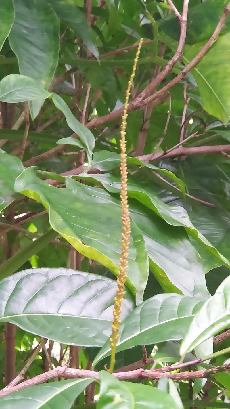 Coccoloba venosa flower