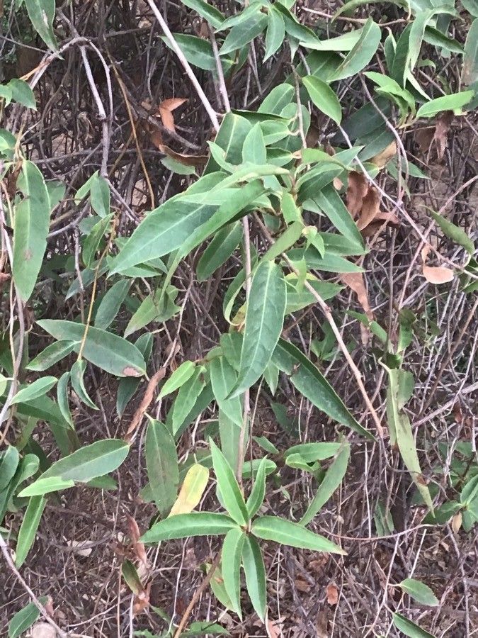 Schisandra propinqua — search result for 'Schisandra'