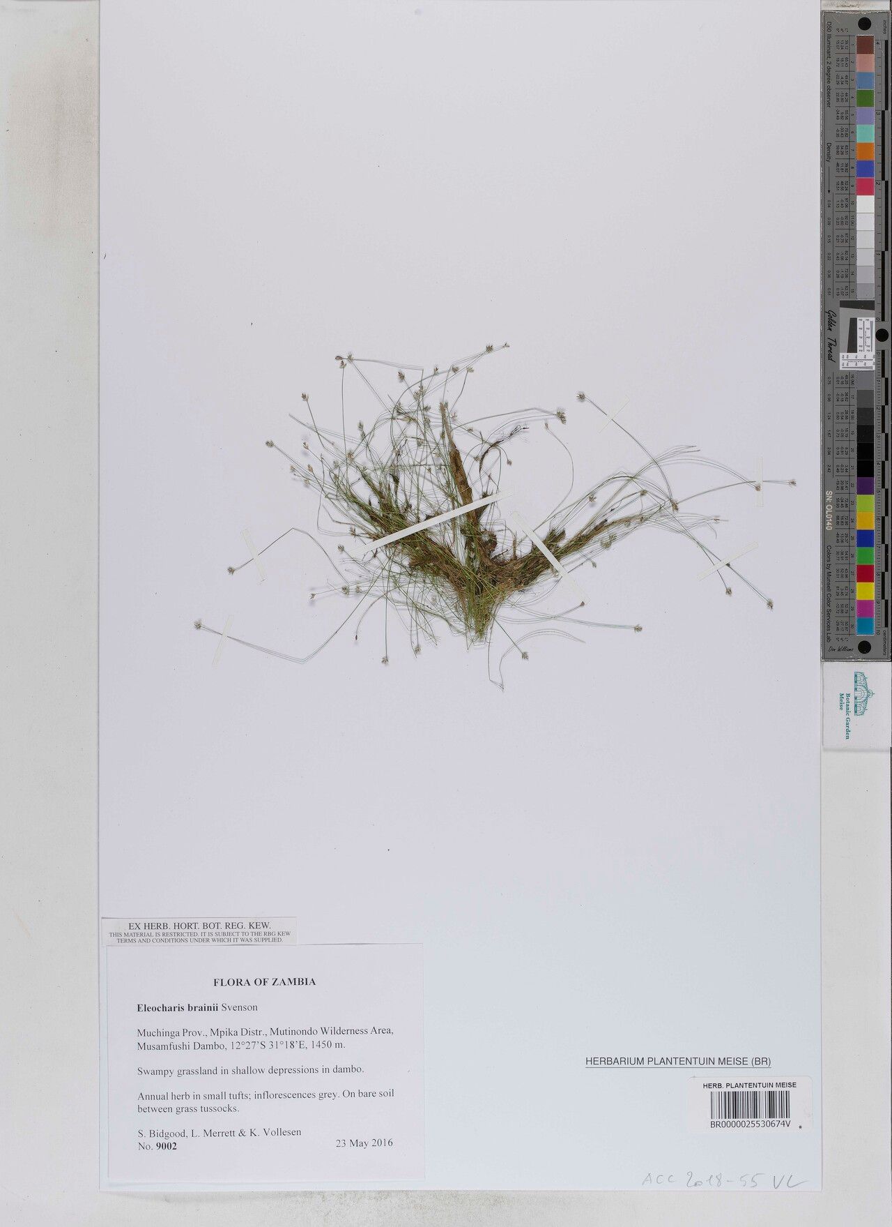 Eleocharis brainii — search result for 'Eleocharis'