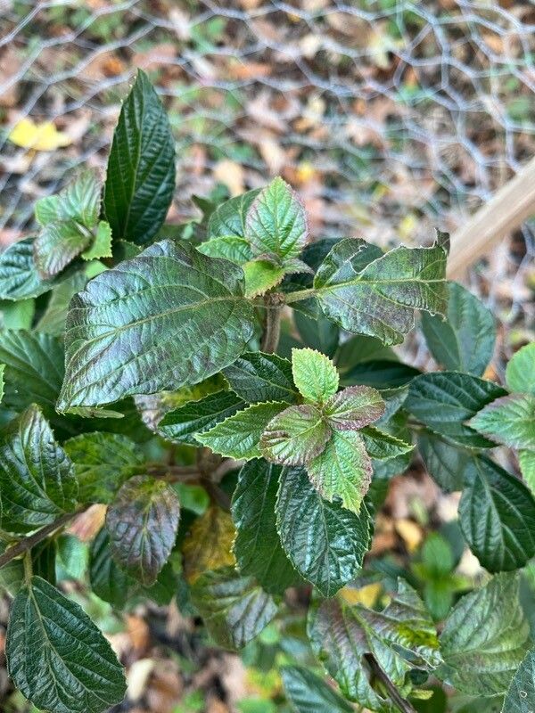 Viburnum hoanglienense — search result for 'Viburnum'