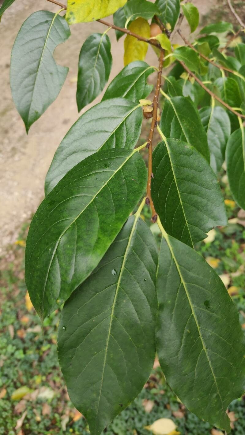 Diospyros japonica leaf